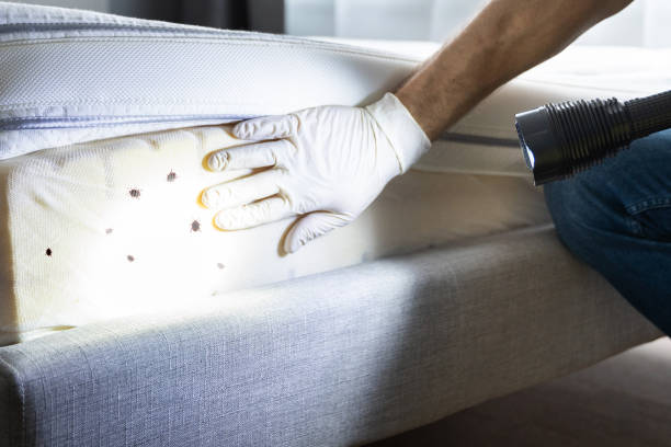 Best Insect Control  in Terrell, TX
