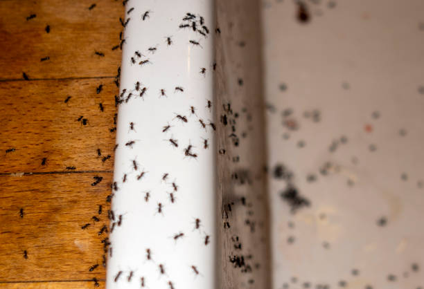 Wasp Removal Services in Terrell, TX
