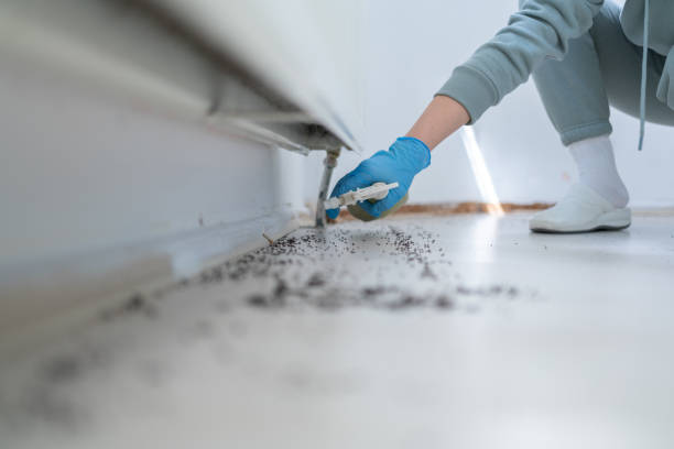 Insect Control in Terrell, TX